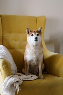 柴犬端坐黄色沙发