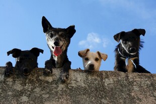 墙头萌犬齐探头