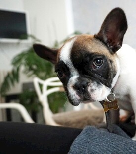 可爱法斗犬的好奇瞬间