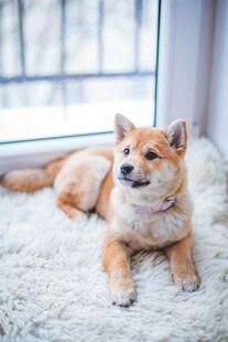窗边趴卧的可爱柴犬