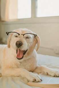 戴眼镜咧嘴笑的可爱狗狗