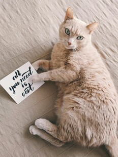 猫咪举牌烦我