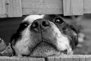 萌犬探头望眼神超治愈
