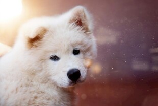 可爱萨摩耶幼犬特写
