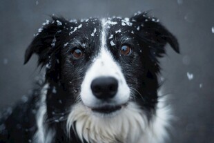 雪中边牧