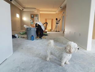 室内装修场景中的可爱小狗