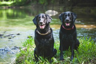 河边的两只黑色宠物犬