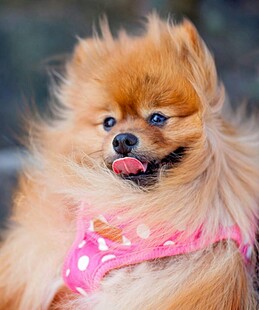 可爱博美犬吐舌穿花衣