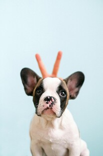 戴胡萝卜角的可爱法斗犬