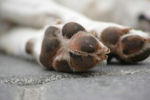 狗狗可爱爪子特写