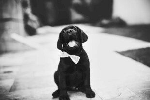 黑白萌犬系领结端坐