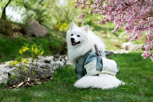 春日萌犬于花丛草地间