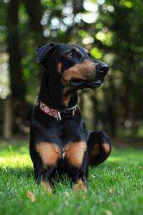 草地上的可爱杜宾犬