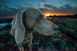 黄昏海边的优雅猎犬
