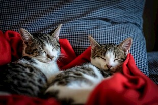 依偎红布上的可爱小猫