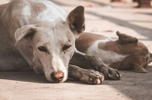 母狗与幼犬安静休憩