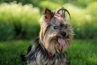 可爱约克夏犬在绿草地上