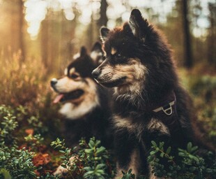 阳光下亲昵的两只宠物犬
