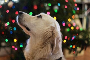 金毛犬仰望圣诞彩灯