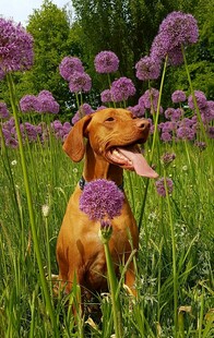 腊肠犬于花丛中惬意吐舌