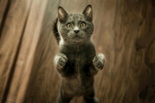 站立的小猫