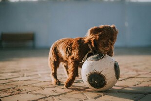 萌犬玩足球