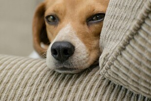 比格犬慵懒靠在沙发上