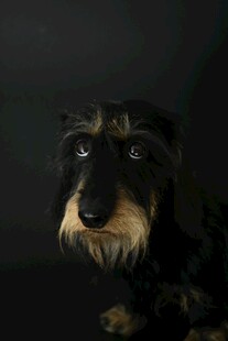 可爱腊肠犬特写