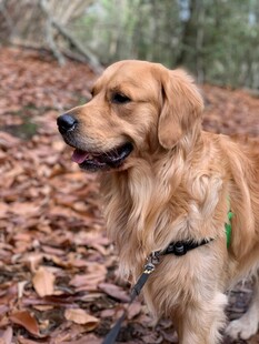 秋日林间的金毛犬