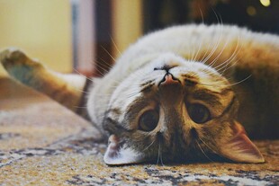 慵懒猫咪惬意躺地