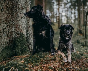 林间双犬相伴的美好时刻