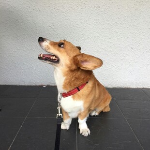 可爱柯基张嘴坐地