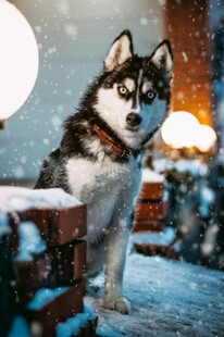雪地中的帅气哈士奇
