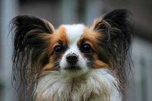 可爱蝴蝶犬近距离特写
