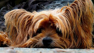 慵懒长毛犬趴在地上
