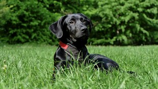 草地上的黑色宠物犬
