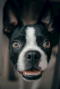 可爱波士顿梗犬近景照