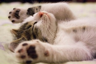 酣睡的可爱小猫咪