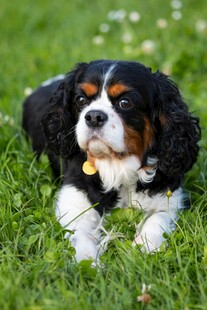 查理士王小猎犬趴于草地