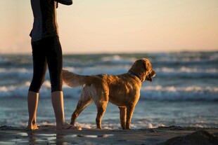 海边人与金毛犬的温馨时刻