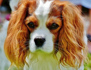可爱查理士王小猎犬