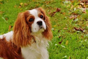 可爱查理士王小猎犬