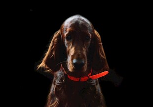 戴红项圈的棕色猎犬
