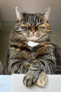 慵懒猫咪惬意趴姿