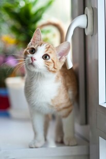 好奇小猫望向门外