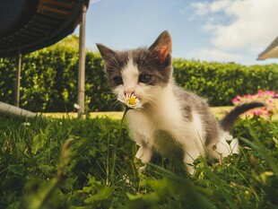草地上的可爱小花猫