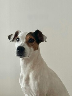 可爱杰克罗素梗犬特写