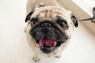 可爱巴哥犬张嘴露舌