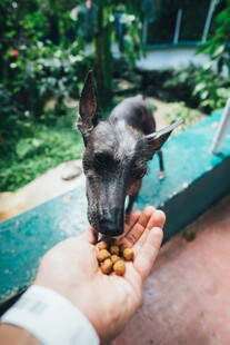 手喂小狗进食的温馨瞬间