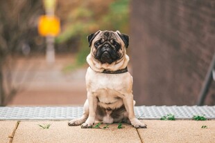 可爱巴哥犬坐在户外小路上